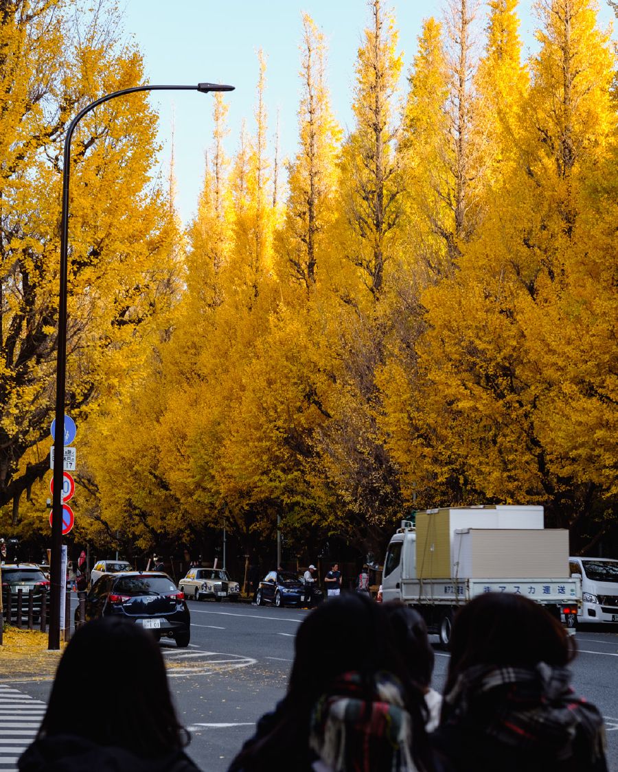 
Ginko trees lined all the way down the road. This picture is from a few years back.
