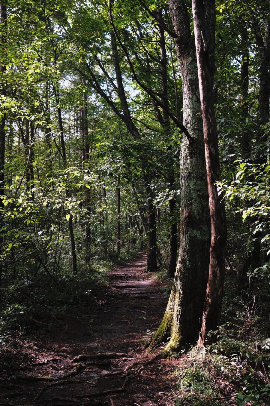 Karuizawa hike, you start close to a waterfall where there's a bunch of people taking pictures. Then 10-20 minutes into the hike it was dead quiet. With the exception of our little bear bells.