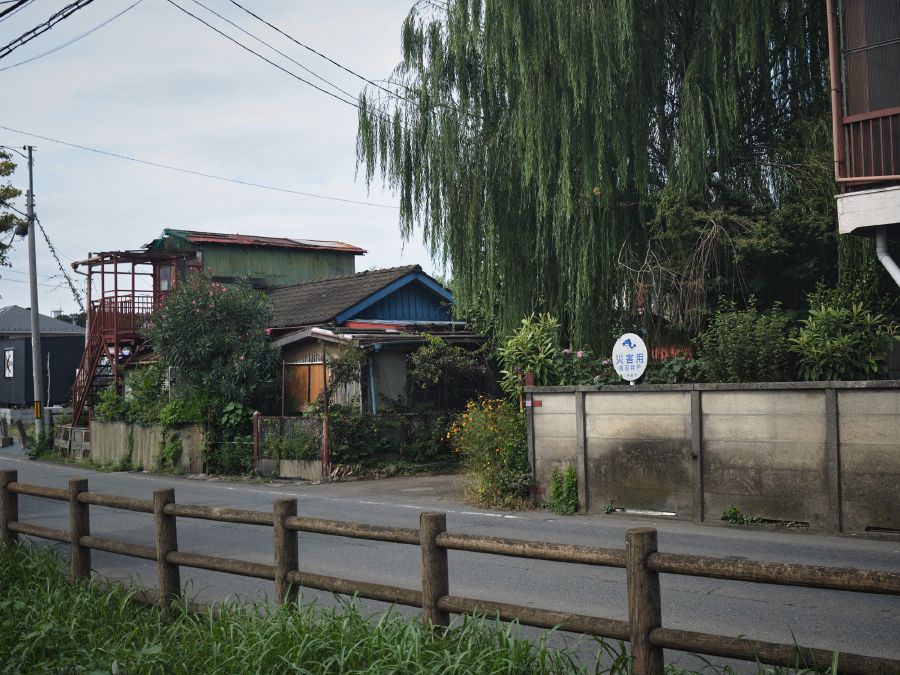 Love me some old houses with plant chaos surrounding them.