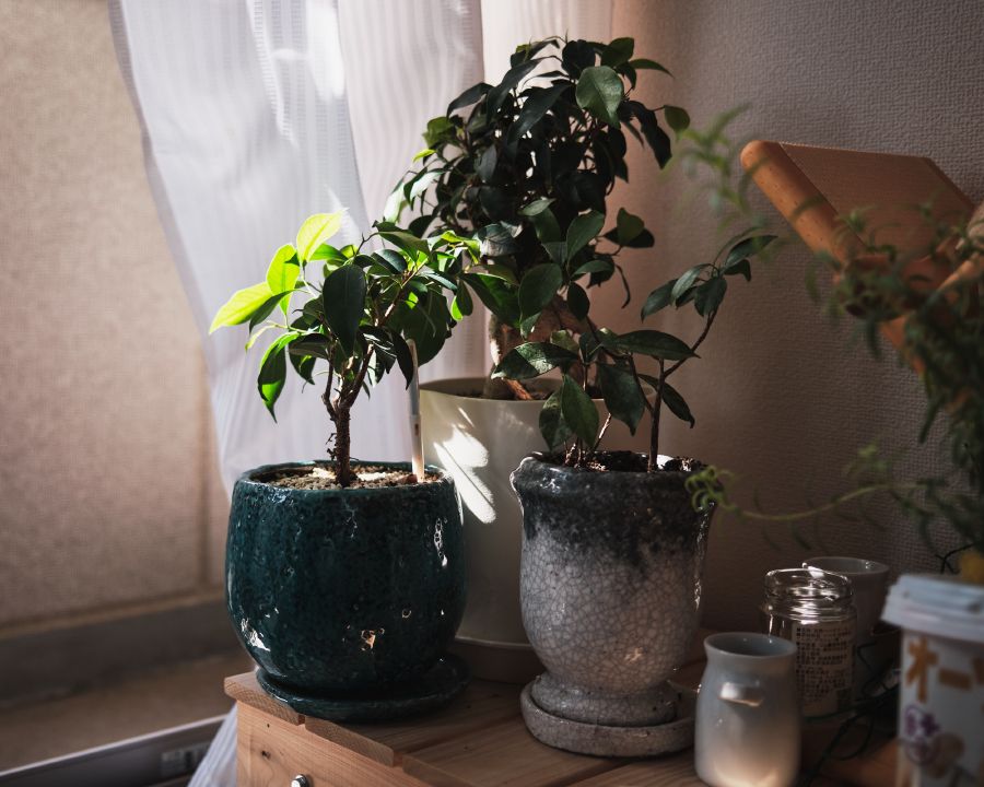 
Our house plants are doing well. We grew some mini-tomatos, but a lot of them turned red while they were too mini.
