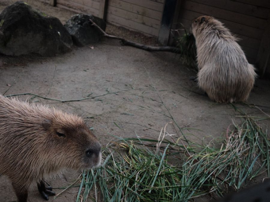 Both the Safari park and the Zoo had their own pair of Capybara.