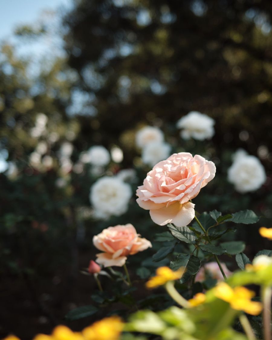 
A rose from a nearby park
